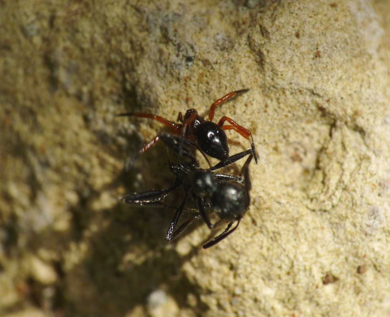 Euryopis opportunista